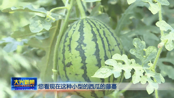 西瓜地膜覆盖栽培技术_西瓜种植地膜技术与管理_地膜西瓜种植技术
