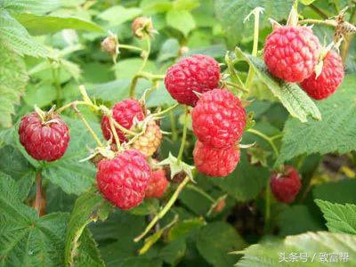 这款小众水果被称为“生命之果”，是致富香饽饽！