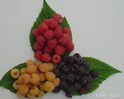 种植红树莓骗局_致富种植树莓红包怎么发_红树莓种植致富