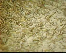 黄粉虫