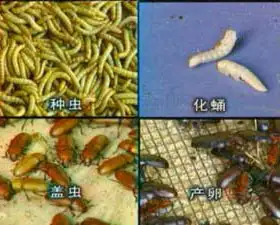 黄粉虫冬季怎么管理_黄粉虫冬季怎么养殖技术_黄粉虫冬天怎么养
