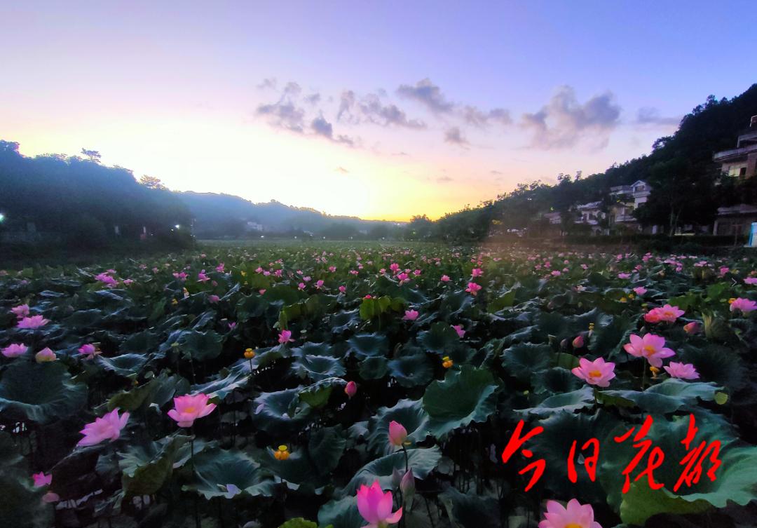 休闲农业种植致富_农村致富项目种植业_农民致富种植项目