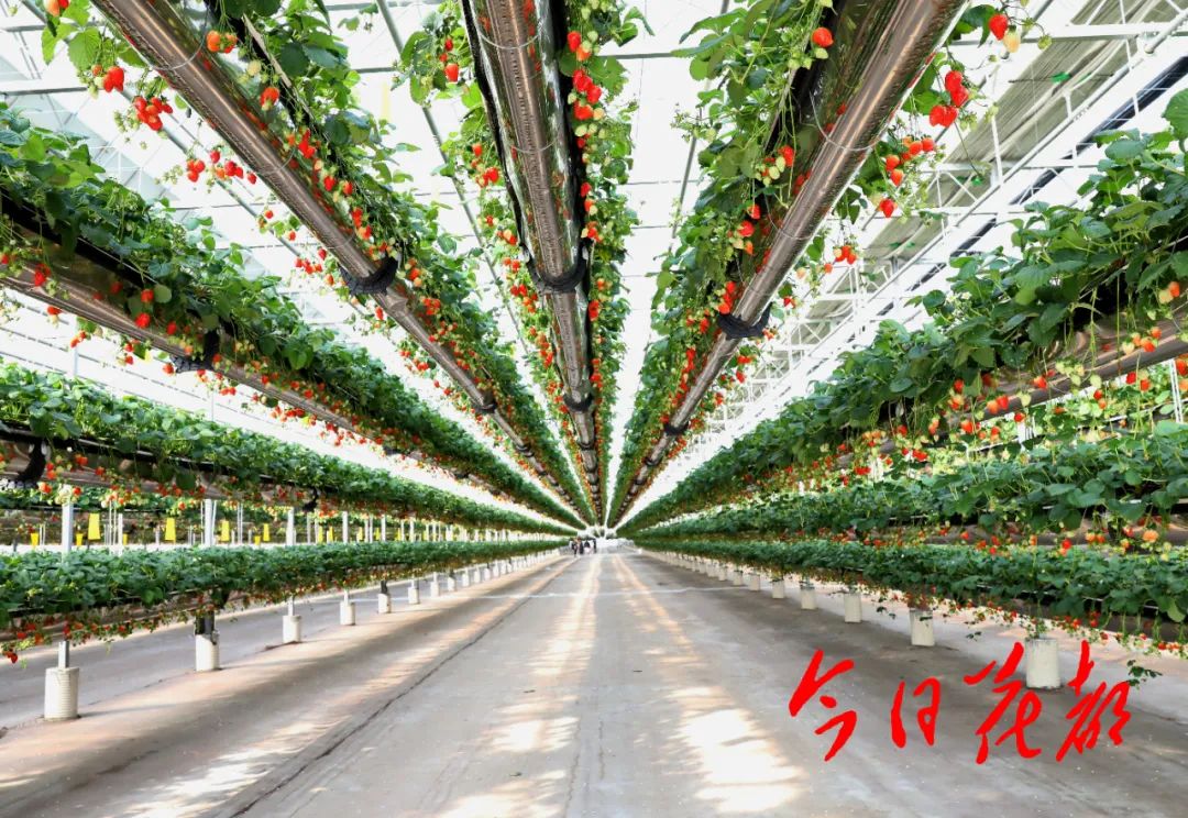 农民致富种植项目_休闲农业种植致富_农村致富项目种植业