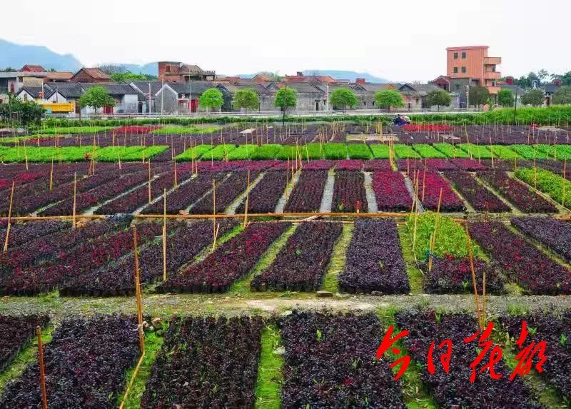 农民致富种植项目_休闲农业种植致富_农村致富项目种植业