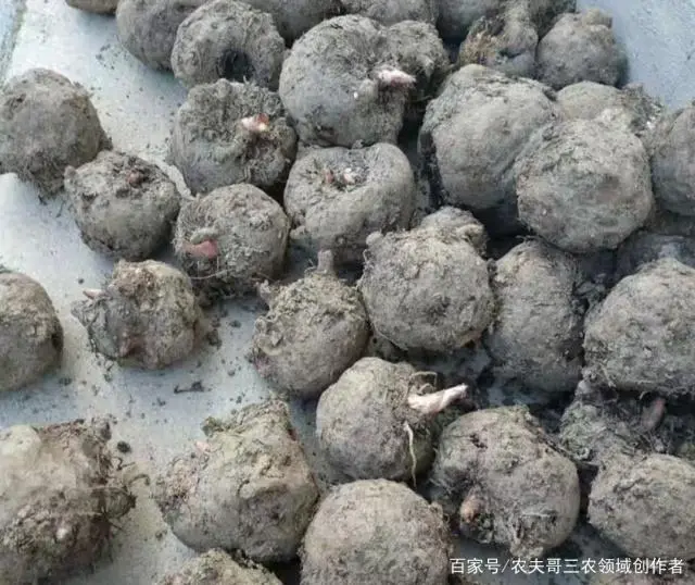 魔芋的种植投入成本与利润分析