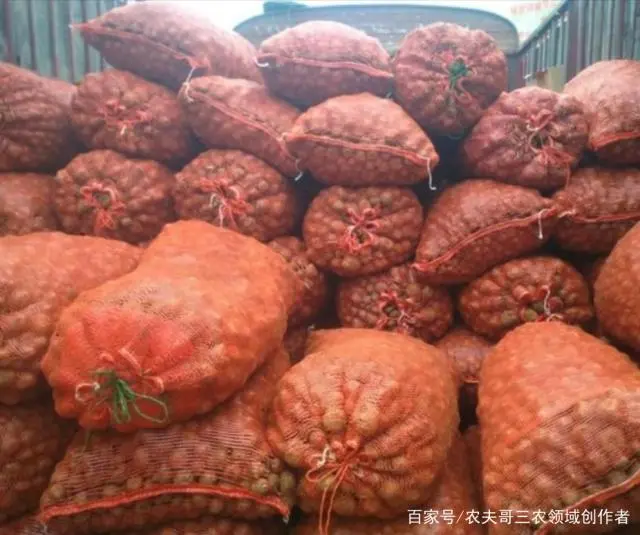 魔芋种植致富经_魔芋种植致富吗_致富种植魔芋视频