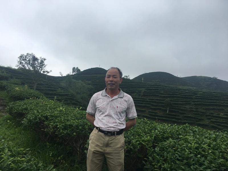 种茶致富经_茶农致富_茶叶致富带头人