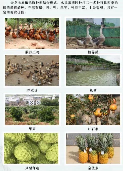 休闲农业种植致富_农村致富新项目种植业_农业致富种植项目