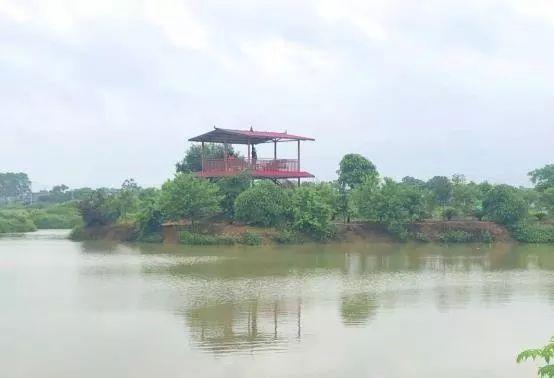 农业致富种植项目_休闲农业种植致富_农村致富新项目种植业