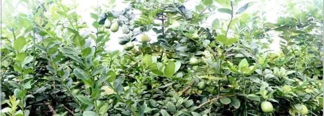 农村致富新项目种植业_休闲农业种植致富_农业致富种植项目