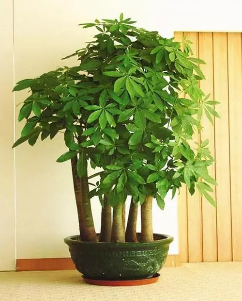 种植致富花_种花致富经_种花致富选什么品种