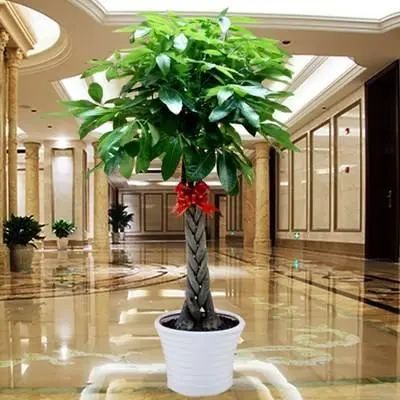 种植致富花_种花致富经_种花致富选什么品种