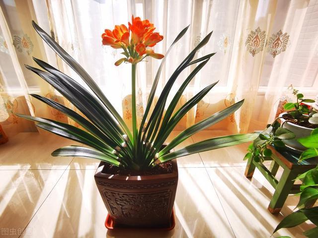 种花致富选什么品种_种植致富花_种花致富经