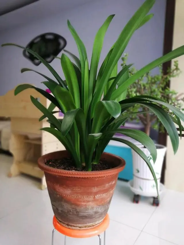 种植致富花_种花致富选什么品种_种花致富经