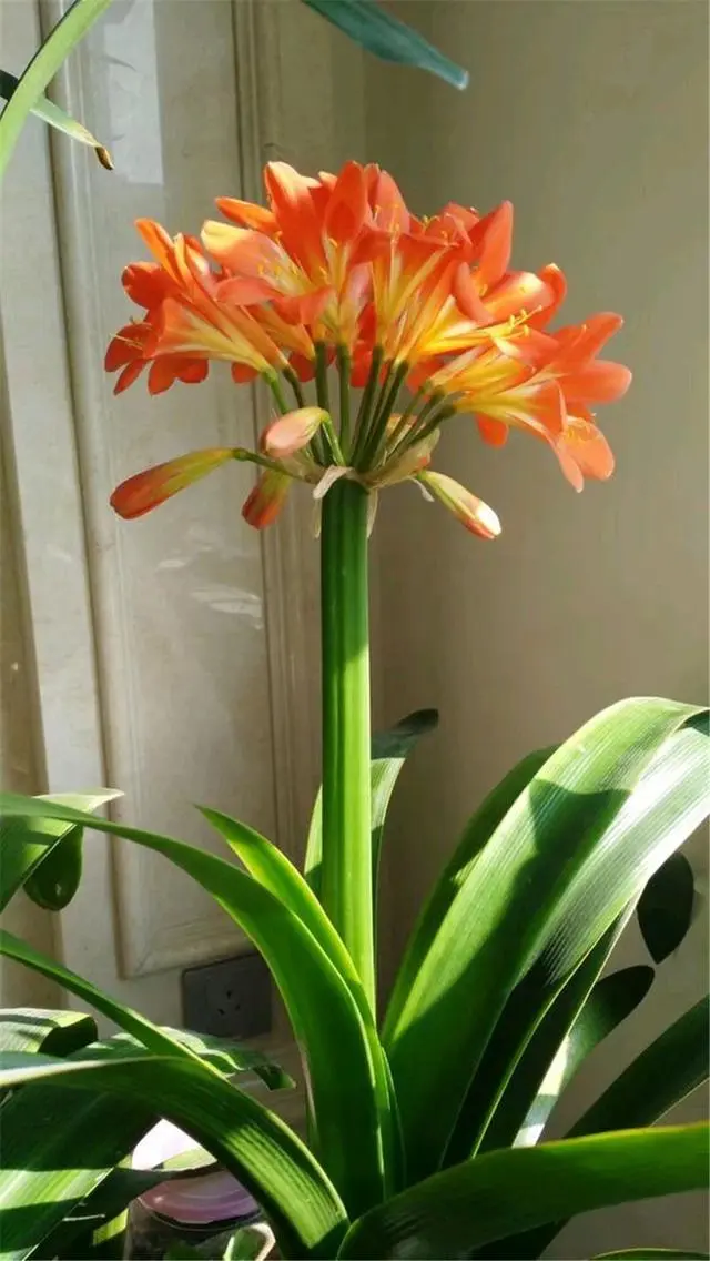 种花致富经_种植致富花_种花致富选什么品种