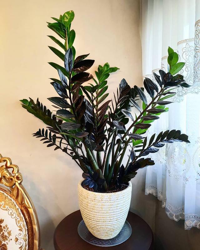 种植致富花_种花致富选什么品种_种花致富经