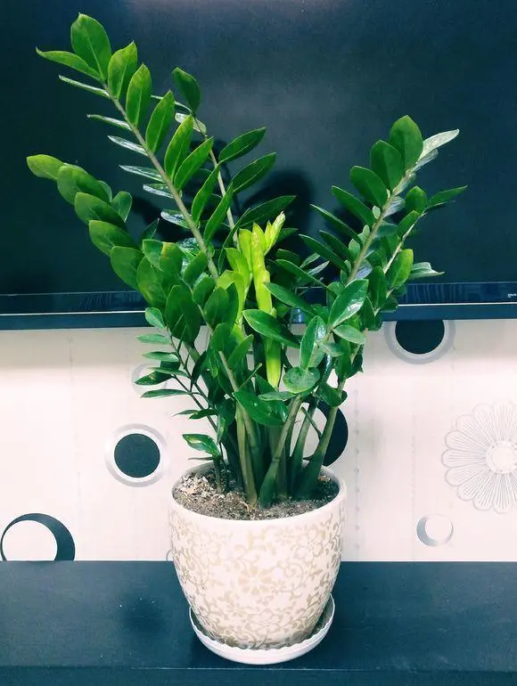种植致富花_种花致富经_种花致富选什么品种