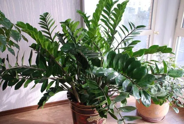 种花致富经_种植致富花_种花致富选什么品种