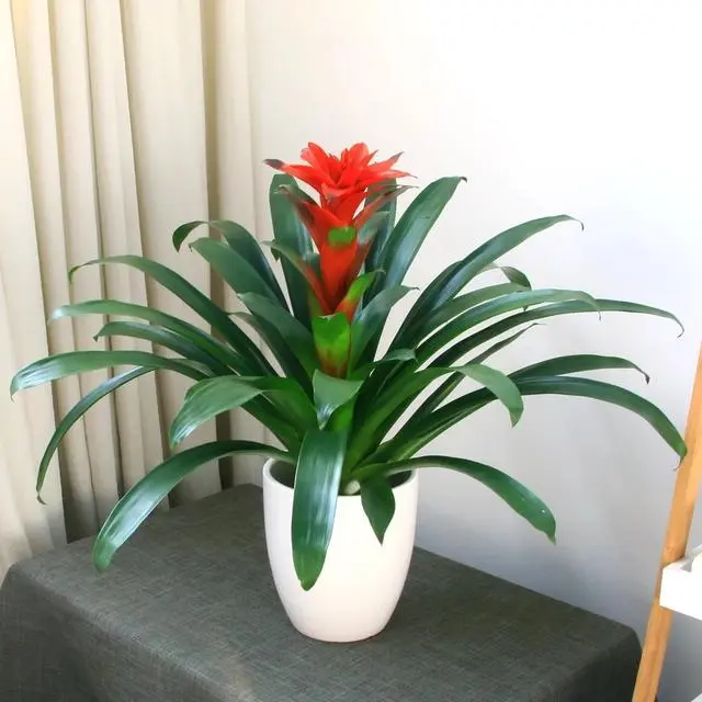 种花致富选什么品种_种花致富经_种植致富花