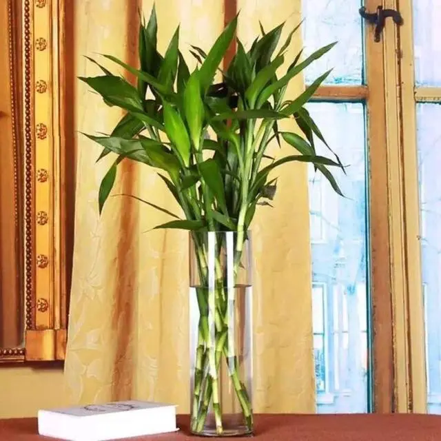 种花致富选什么品种_种花致富经_种植致富花