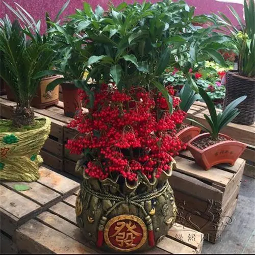 种植致富花_种花致富选什么品种_种花致富经