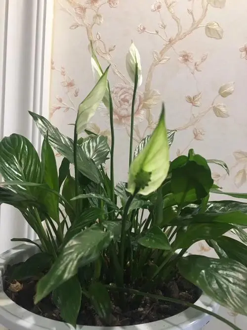 种花致富经_种植致富花_种花致富选什么品种