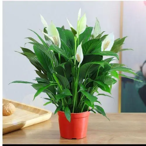 种植致富花_种花致富经_种花致富选什么品种