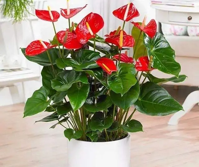 种花致富经_种植致富花_种花致富选什么品种