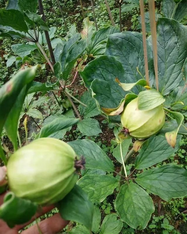 致富经种植技术_种植致富经_致富种植技术有哪些