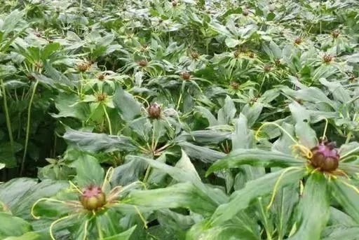 致富经种植技术_致富种植技术有哪些_种植致富经