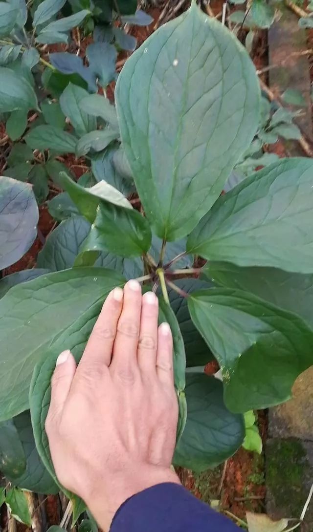 致富经种植技术_种植致富经_致富种植技术有哪些
