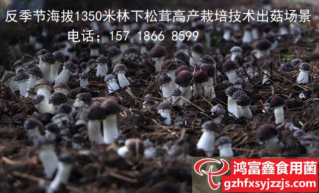 林下反季节松茸栽培技术.jpg