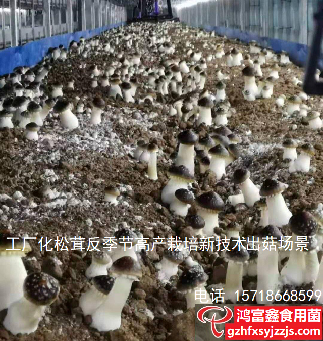 松茸反季节栽培.png
