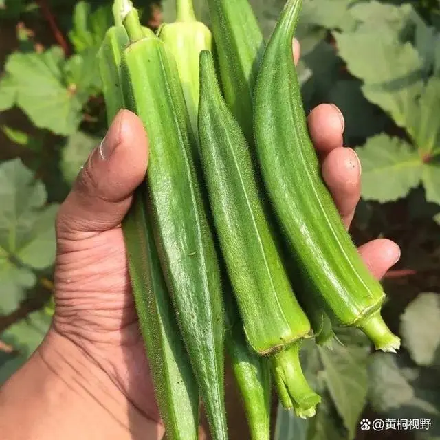 致富种植视频全集_种植致富花_种花致富选什么品种