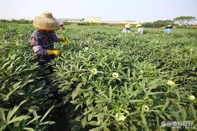 种植致富花_种花致富选什么品种_致富种植视频全集