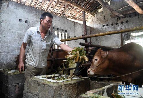 广西种草养牛_广西牛养殖致富_在广西养牛有钱赚吗