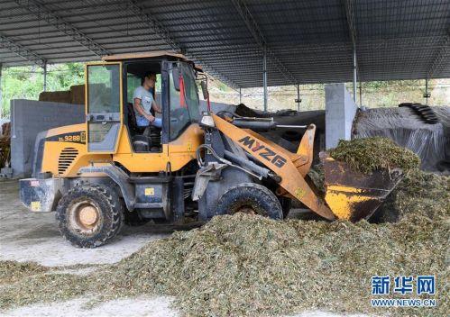 广西种草养牛_在广西养牛有钱赚吗_广西牛养殖致富