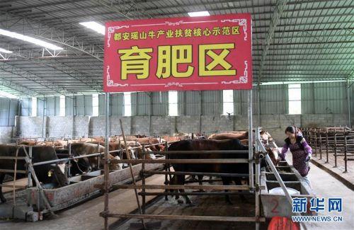 在广西养牛有钱赚吗_广西种草养牛_广西牛养殖致富