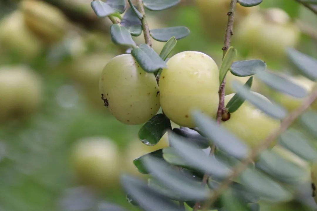 种树致富全部视频_树根种植致富_树根的种植