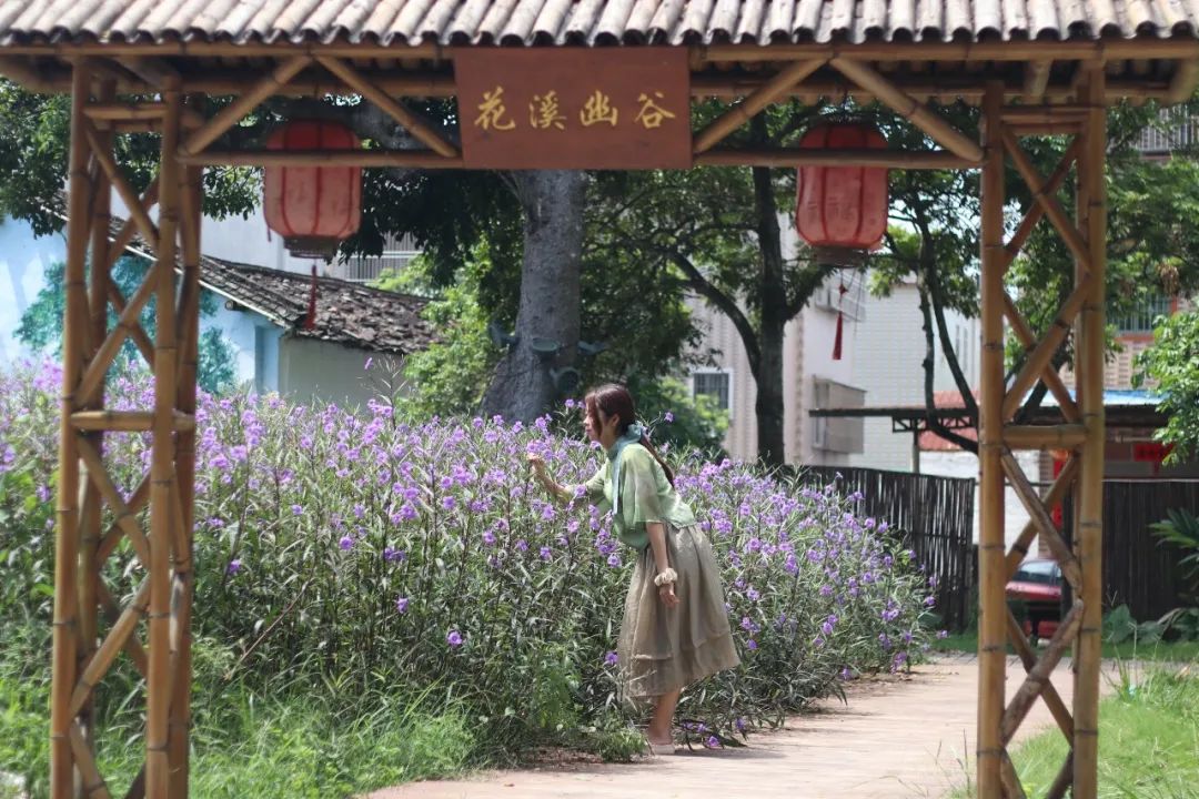 树根的种植_树根种植致富_种树致富全部视频