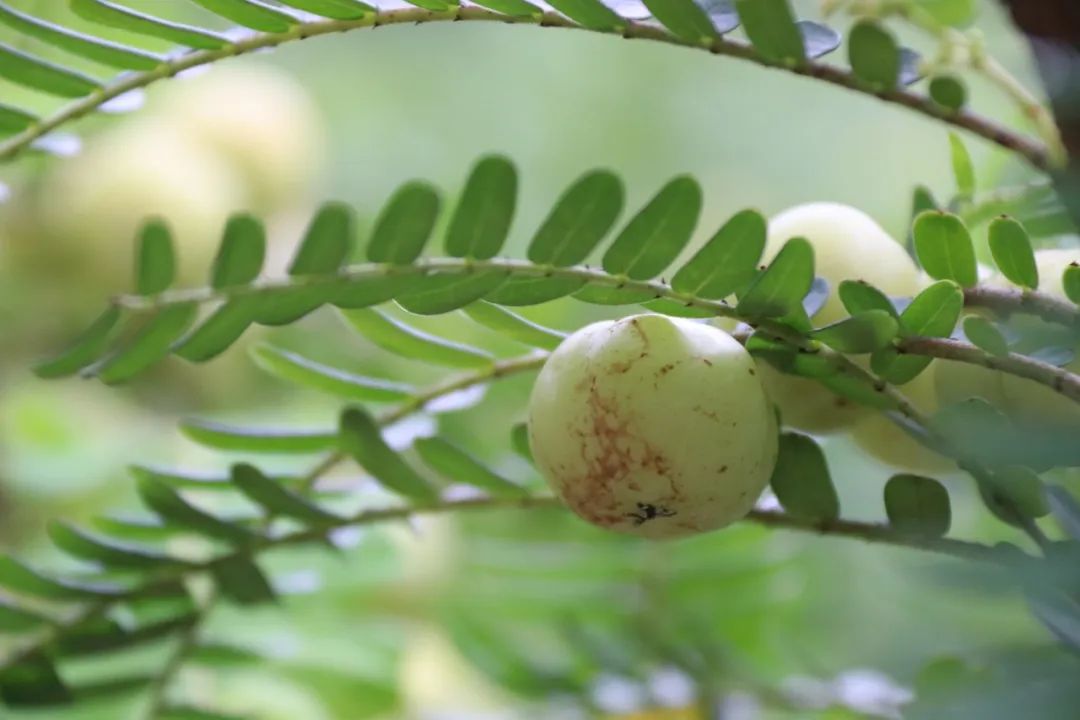 种树致富全部视频_树根的种植_树根种植致富