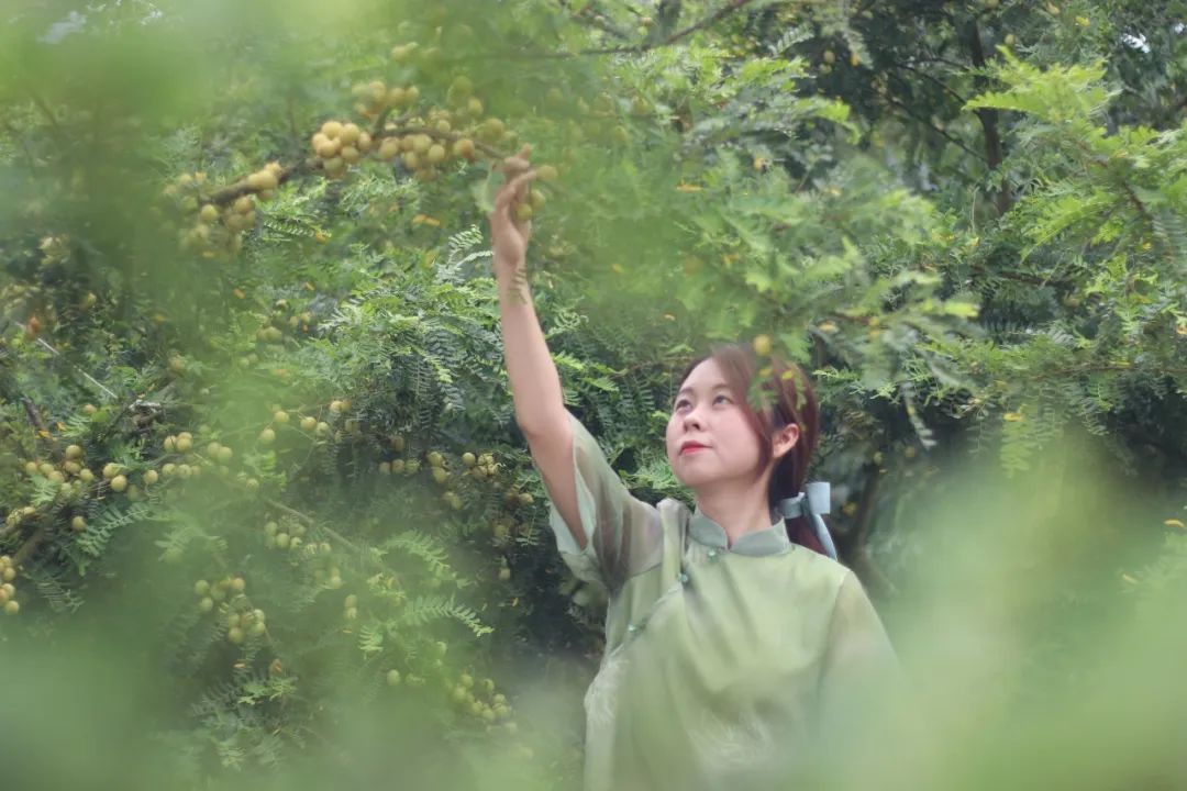 种树致富全部视频_树根种植致富_树根的种植
