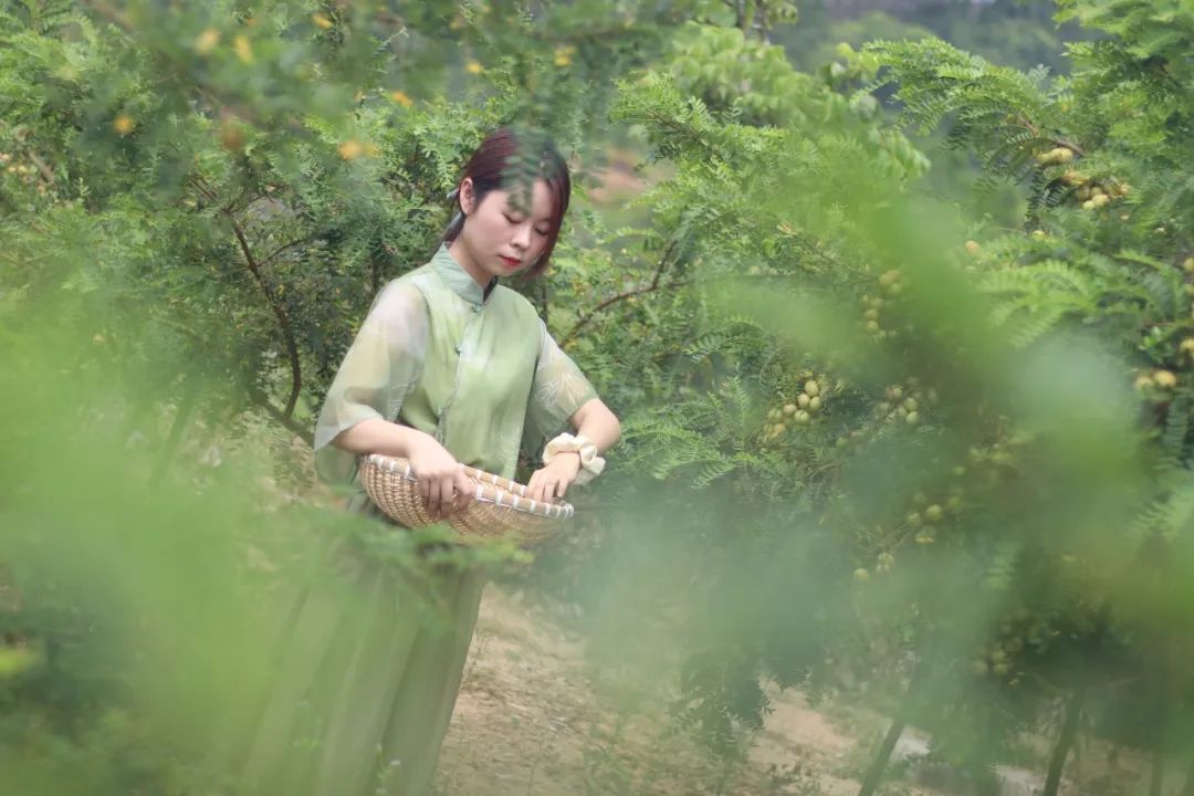 树根种植致富_种树致富全部视频_树根的种植