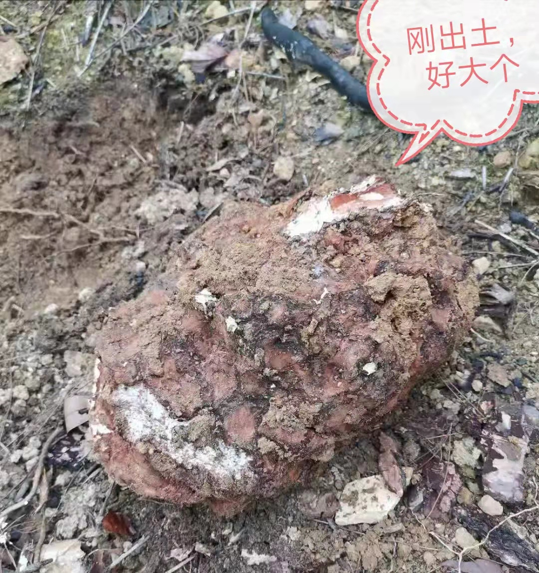 致富树根种植视频_致富树根种植方法视频_树根种植致富