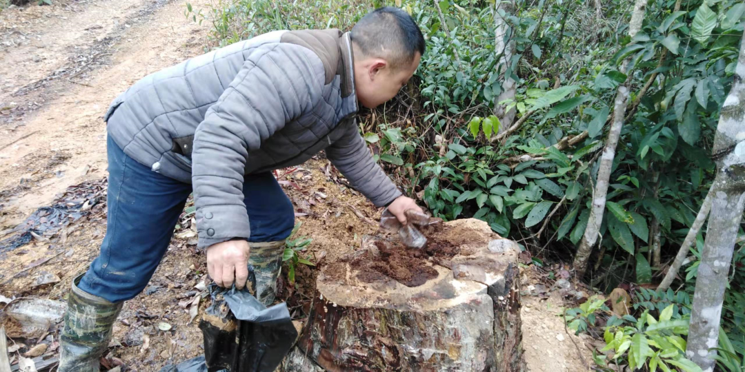 致富树根种植视频_致富树根种植方法视频_树根种植致富