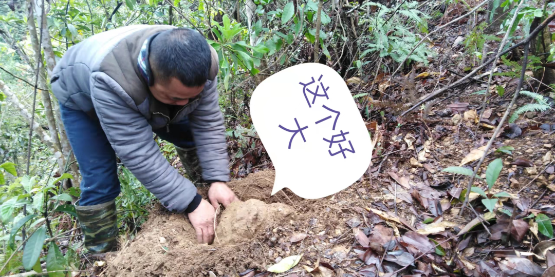 致富树根种植方法视频_树根种植致富_致富树根种植视频