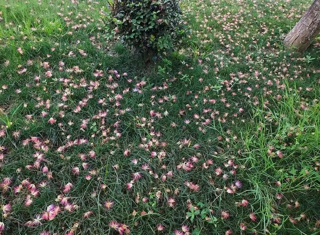 种植花卉致富_种花致富选什么品种_种植致富花