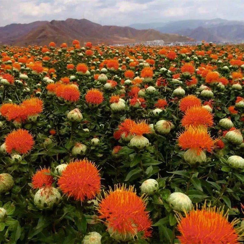 种植花卉致富_种花致富经_种植致富花