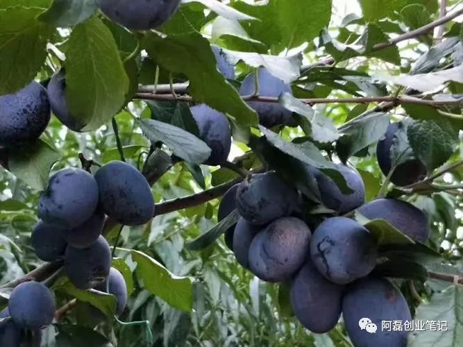 致富树根种植方法视频_树根种植致富_致富树根种植视频