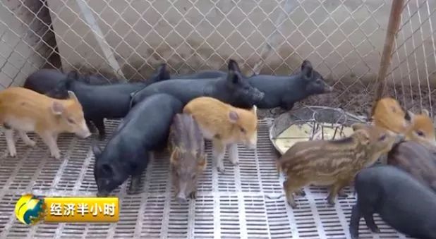 种草养猪成功案例_种草养猪致富案例_致富经之种草养猪